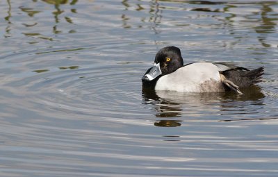 Ring-necked Duck (Aythya collaris)