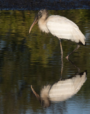 Wood Stork (Mycteria americana)