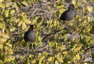 Common Moorhen (Gallinula chloropus)