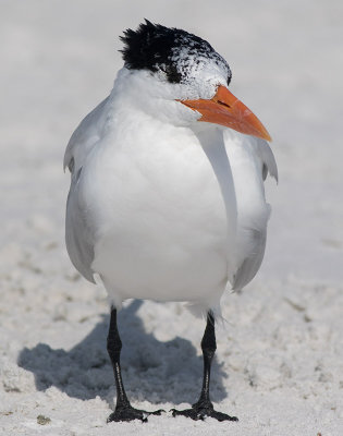 Royal Tern (Thalasseus maximus)