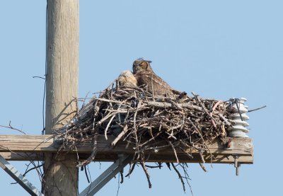 Great Horned Owl (Bubo virginianus)