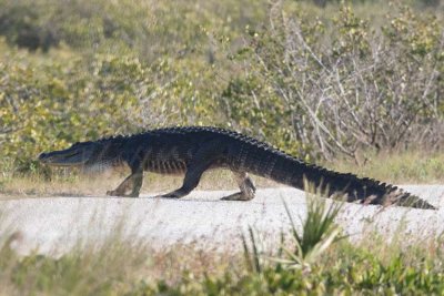 American Alligator (Alligator mississippiensis)