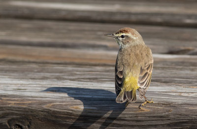 Palm Warbler (Setophaga palmarum)