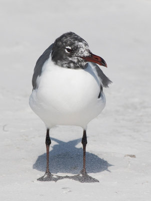 Laughing Gull (Leucophaeus atricilla)