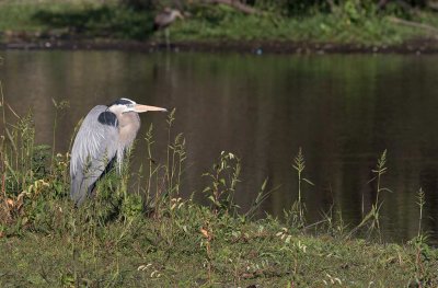 Great Blue Heron (Ardea herodias)