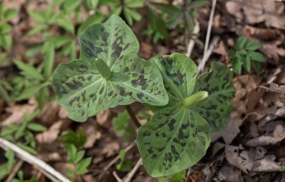 Vitt jttetreblad (Trillium albidum)