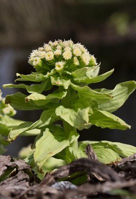 Bitterskrp (Petasites japonicus)