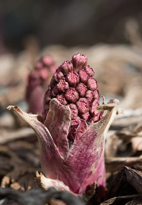 Pestskrp (Petasites hybridus)