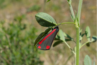 Karminspinnare (Tyria jacobaeae)