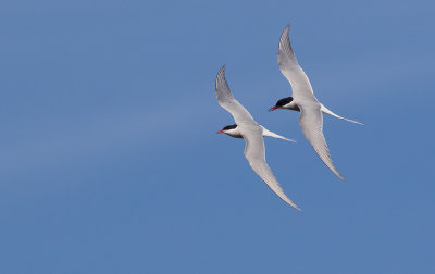 Arctic Tern (Sterna paradisaea)