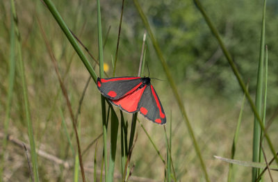 Karminspinnare (Tyria jacobaeae)