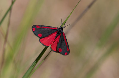 Karminspinnare (Tyria jacobaeae)