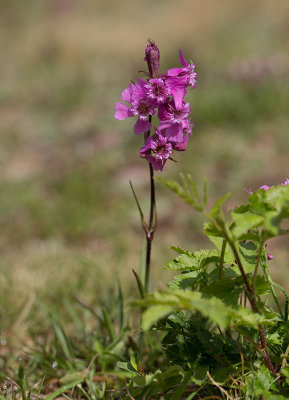 Tjrblomster (Lychnis viscaria)	