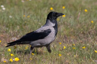 Hooded Crow (Corvus cornix)