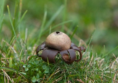 Rulljordstjrna (Geastrum corollinum)