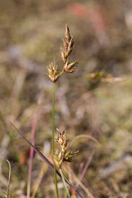 Sandstarr (Carex arenaria)
