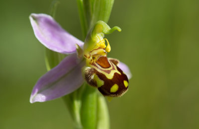 Biblomster (Ophrys apifera)