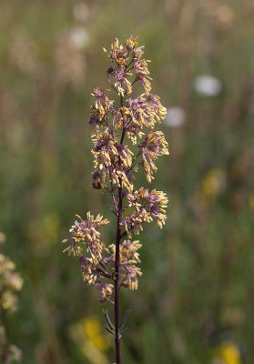 ngsruta (Thalictrum flavum)