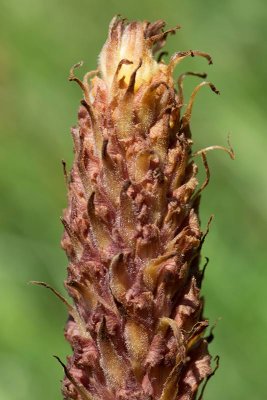 Klintsnyltrot (Orobanche elatior)	