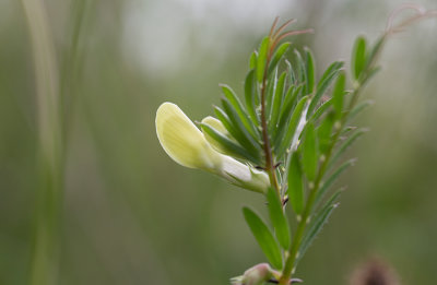 Gulvicker (Vicia lutea)