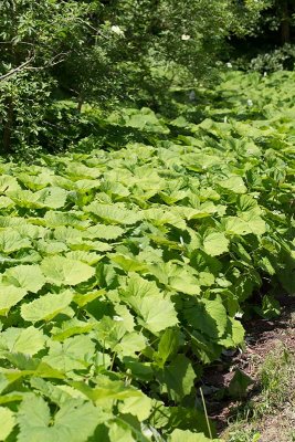 Vitskrp (Petasites albus)