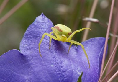 Blomkrabbspindel (Misumena vatia)