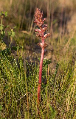 Klversnyltrot (Orobanche sanguisorba)