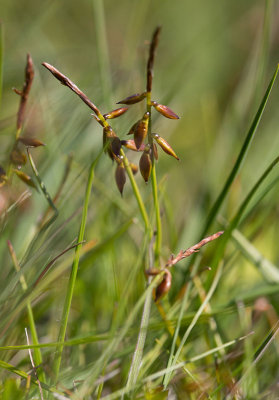 Loppstarr (Carex pulicaris)