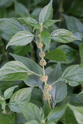 Vggrt (Parietaria officinalis)