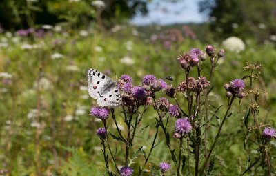 Apollofjril (Parnassius apollo)