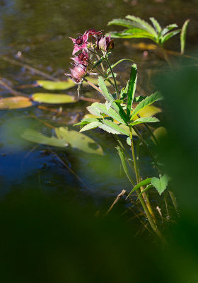 Krkklver (Comarum palustre)