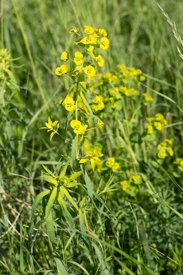 Smalbladig vargtrel (Euphorbia esula ssp. tommasiniana)