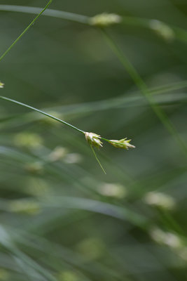 Skrmstarr (Carex remota)