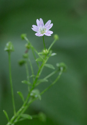 Vrskna (Claytonia sibirica)