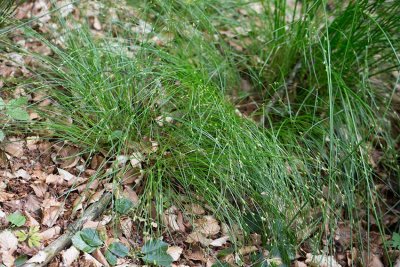 Skrmstarr (Carex remota)	