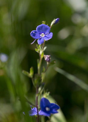 Teveronika  (Veronica chamaedrys)