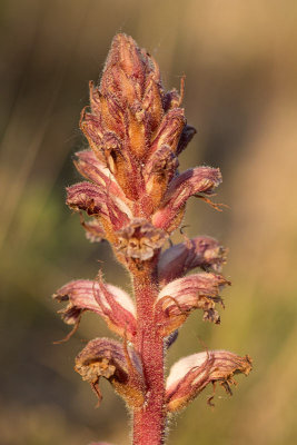 Klversnyltrot (Orobanche sanguisorba)