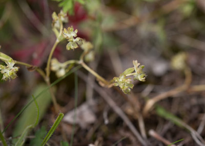 Vårklynne (Valerianella locusta)