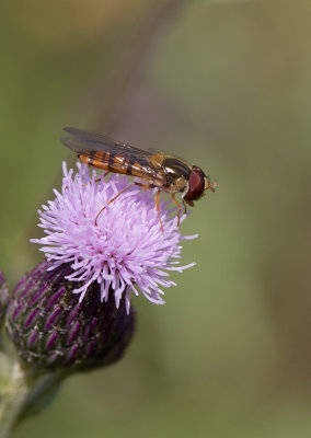 Flyttblomfluga (Episyrphus balteatus)