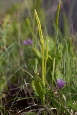 Ormtunga (Ophioglossum vulgatum)