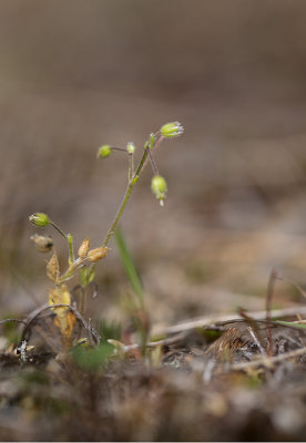 Vårarv (Cerastium semidecandrum)
