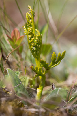 Topplsbrken (Botrychium lanceolatum)