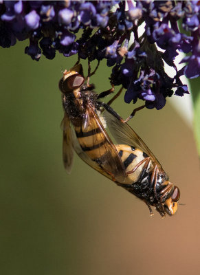 Bålgetingblomfluga (Volucella inanis)