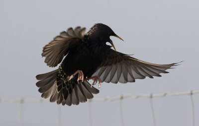 European Starling (Sturnus vulgaris)