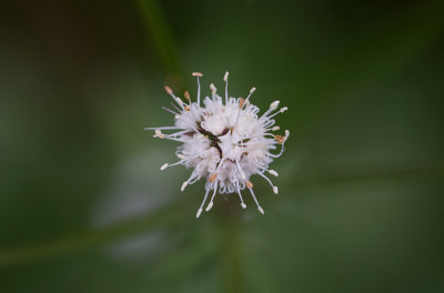 Sårläka (Sanicula europaea)