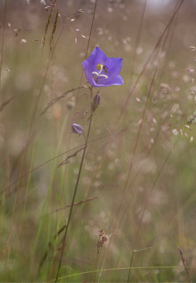 Stor blklocka (Campanula persicifolia)