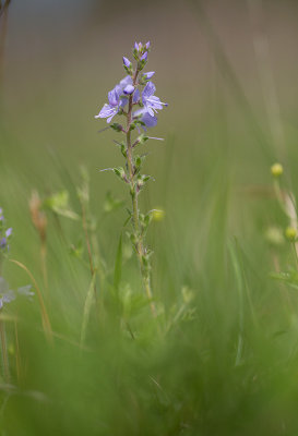 renpris (Veronica officinalis)