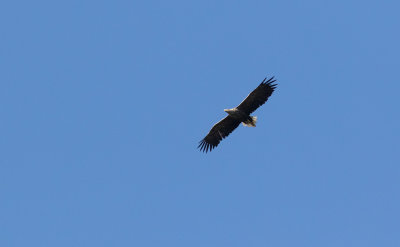 White-tailed Eagle (Haliaeetus albicilla)	