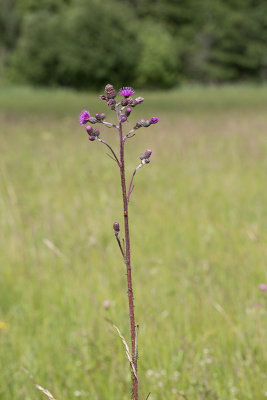 Krrtistel (Cirsium palustre)