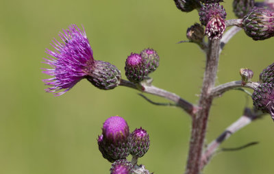 Krrtistel (Cirsium palustre)	